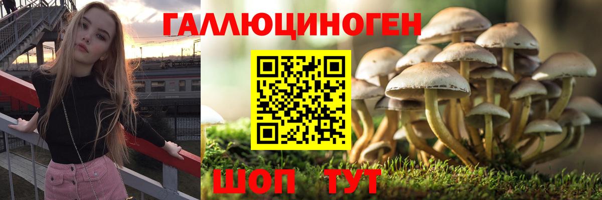 Псилоцибиновые грибы Psilocybe Елабуга
